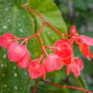 Begonia angle wing, angle wing begonia